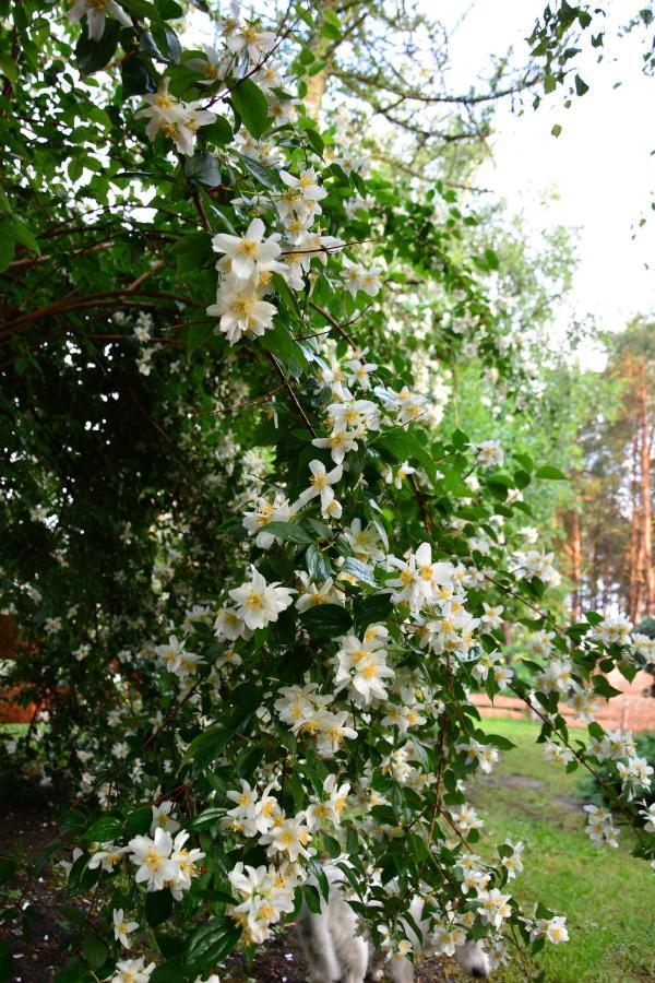 Sowa I Kumple Vila Drezdenko Exterior foto